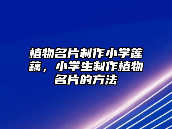 植物名片制作小學(xué)蓮藕，小學(xué)生制作植物名片的方法